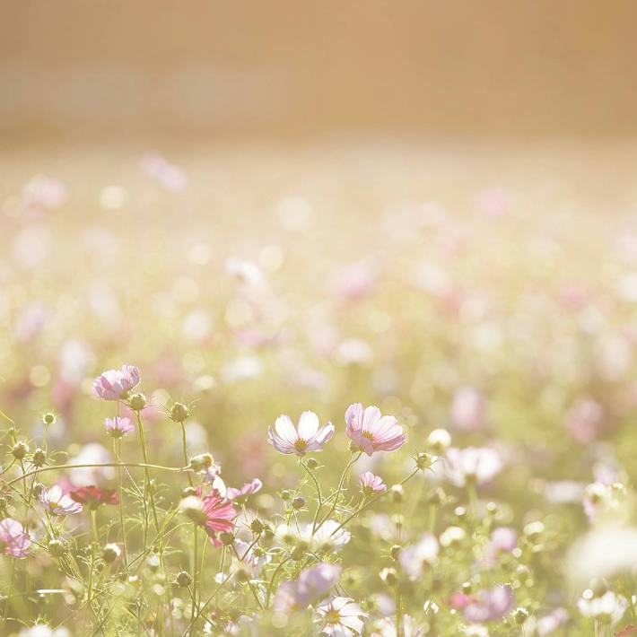 Cómo influyen las alergias de primavera en la salud de tus oídos